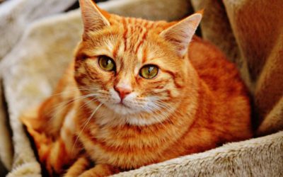 What you should know about your cats yearly exam