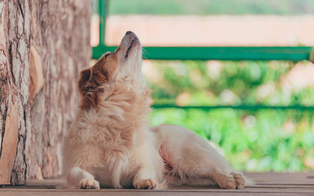 How to help your dog shed winter weight PetSnoot