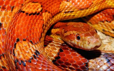 Top choices for pet snakes
