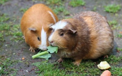 Things your guinea pig wants you to know.
