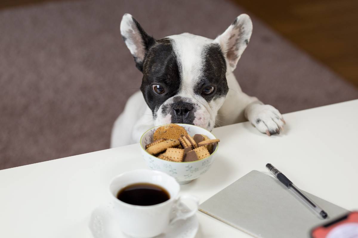 how-to-protect-your-dog-from-xylitol-toxicity-petsnoot