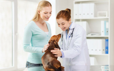How to find the right veterinary practice for your pet