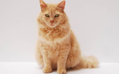 How do I know if my cat is overweight?