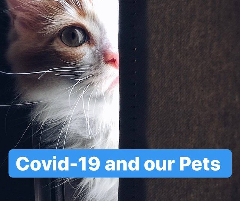 Covid-19 and our Pets