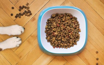 Pet Food Pulled Due To Dangerous Toxin