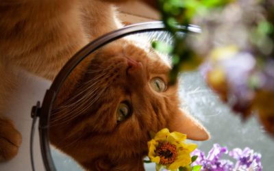 Lily Toxicity in Cats